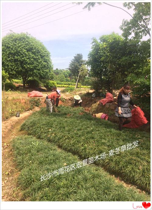 湖南麦冬草价格，湖南玉龙草基地，湖南吉祥草批发，浏阳麦冬草批发-宏景苗木场