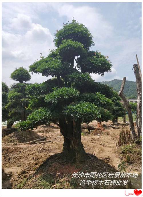 浏阳椤木石楠批发，湖南椤木石楠批发，湖南造型椤木石楠价格-宏景苗木场