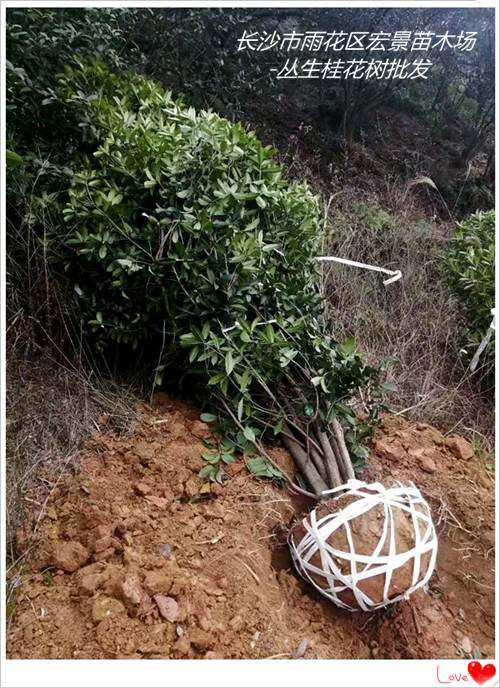 湖南桂花价格，浏阳桂花树价格，湖南精品桂花树-宏景苗木场