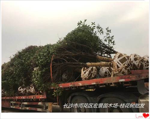 湖南桂花价格，浏阳桂花树价格，湖南精品桂花树-宏景苗木场