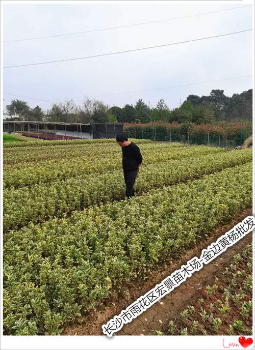 湖南金边黄杨批发，浏阳金边黄杨小毛球，湖南金边黄杨价格-宏景苗木场