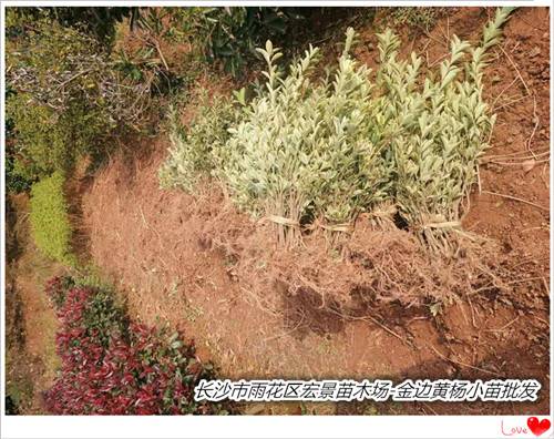 湖南金边黄杨批发，浏阳金边黄杨小毛球，湖南金边黄杨价格-宏景苗木场