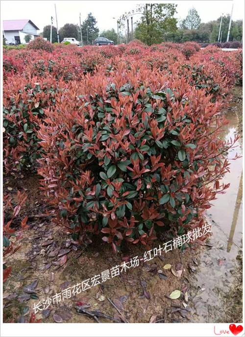 湖南红叶石楠杯苗，浏阳红叶石楠小毛球，湖南红叶石楠价格，湖南红叶石楠小苗-宏景苗木场