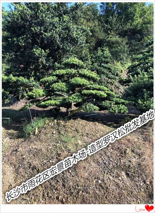 浏阳罗汉松价格,湖南造型罗汉松,湖南罗汉松价格-宏景苗木场 浏阳罗汉松价格,湖南造型罗汉松,湖南罗汉松价格-宏景苗木场