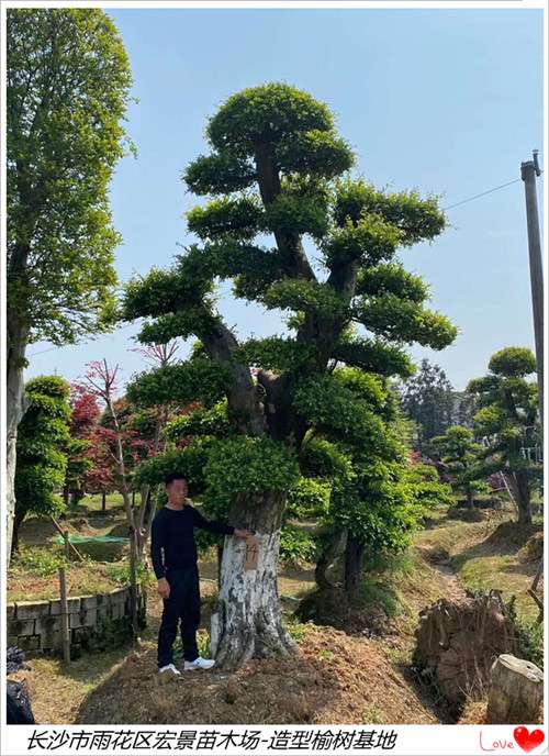 造型榆树苗木，湖南榆树价格，浏阳榆树苗圃-宏景苗木场