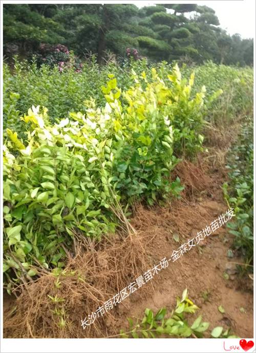 湖南金森女贞杯苗，湖南金森女贞小毛球，精品金森女贞球批发-长沙市雨花区宏景苗木场