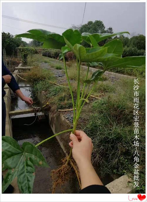 八角金盆小苗-八角金盆价格-湖南八角金盆-宏景苗木场