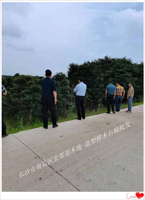 椤木石楠苗圃,造型椤木石楠价格,椤木石楠基地-宏景苗木场 椤木石楠苗圃,造型椤木石楠价格,椤木石楠基地-宏景苗木场