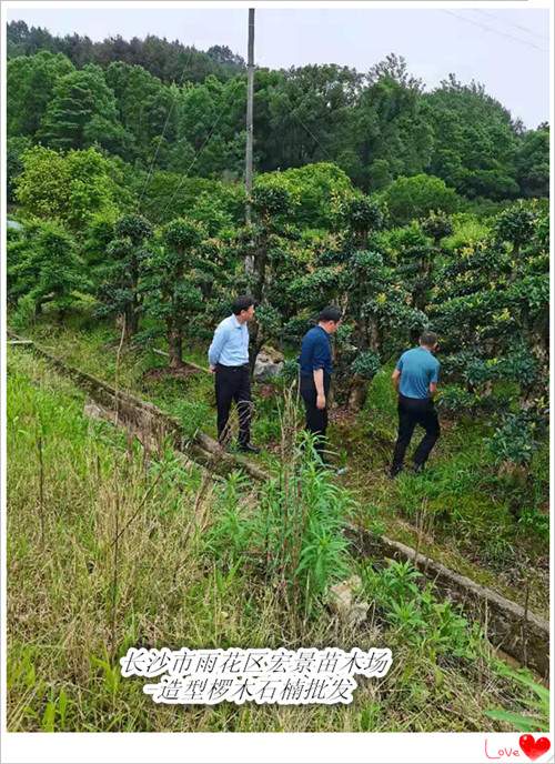 湖南椤木石楠基地,造型椤木石楠苗木,椤木石楠价格-宏景苗木场 湖南椤木石楠基地,造型椤木石楠苗木,椤木石楠价格-宏景苗木场