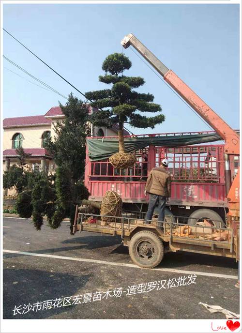 造型椤木石楠价格，造型罗汉松价格，湖南椤木石楠价格-宏景苗木场