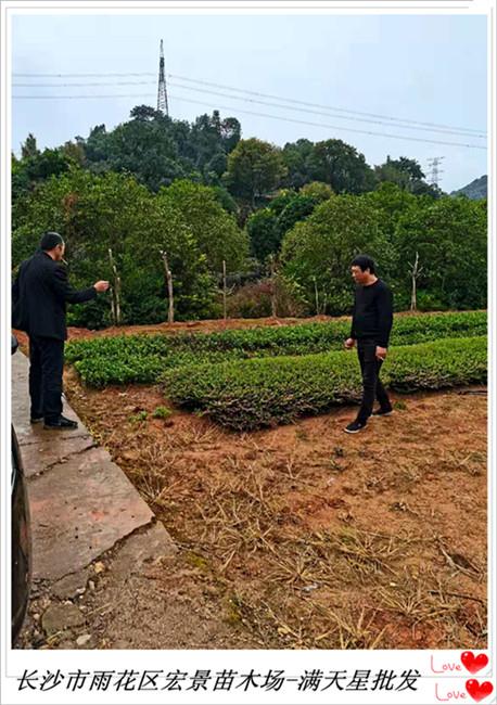 湖南满天星杯苗，湖南满天星小毛球，湖南满天星小苗，满天星价格-宏景苗木场