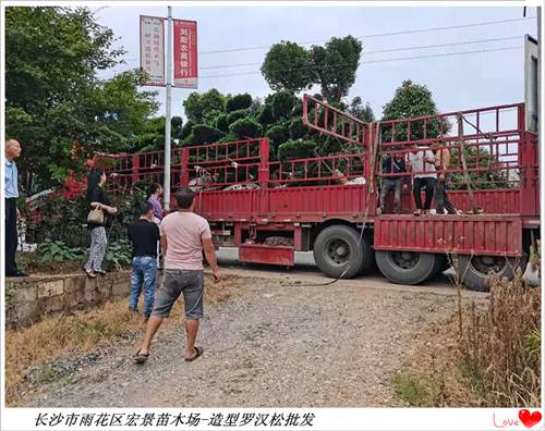 造型罗汉松苗木，湖南罗汉松价格，浏阳罗汉松价格-宏景苗木场
