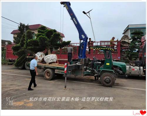 造型罗汉松苗圃，湖南造型罗汉松，浏阳罗汉松基地-宏景苗木场