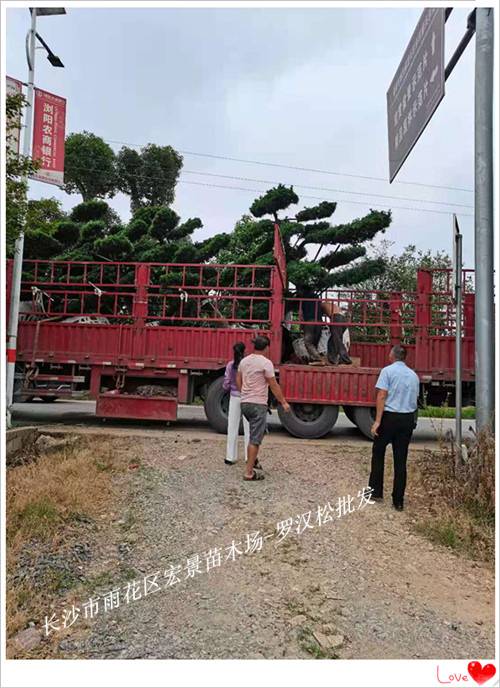 造型罗汉松苗木，湖南罗汉松价格，浏阳罗汉松价格-宏景苗木场