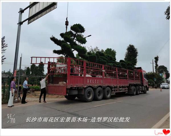 造型罗汉松苗圃，湖南造型罗汉松，浏阳罗汉松基地-宏景苗木场