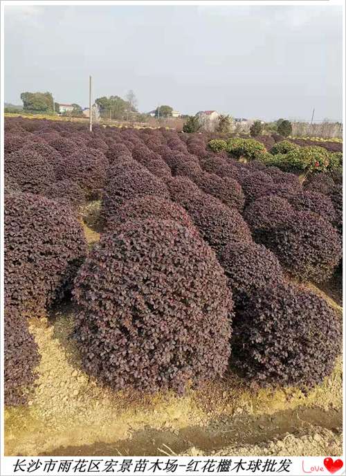 红花檵木杯苗，红花檵木小毛球，湖南红花檵木价格-宏景苗木场