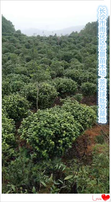 茶花球价格，湖南茶花树，浏阳茶花球价格，茶花小苗-宏景苗木场