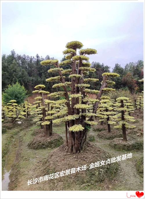 金姬女贞苗木-造型金姬女贞价格-湖南金姬女贞苗圃---宏景苗木场