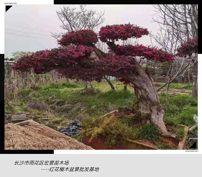 红花檵木杯苗，湖南红花檵木价格，红花檵木小毛球-宏景苗木场