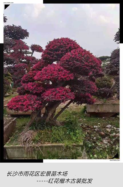 红花檵木杯苗，湖南红花檵木价格，红花檵木小毛球-宏景苗木场