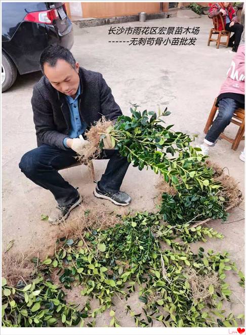 湖南无刺苟骨小毛球，造型芶骨树，丛生造型苟骨树价格，浏阳苟骨小毛球---宏景苗木场