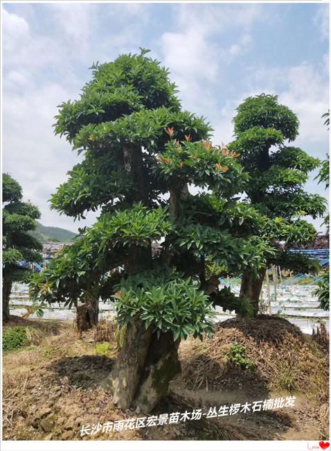 浏阳椤木石楠批发，湖南椤木石楠批发，湖南造型椤木石楠价格-长沙市雨花区宏景苗木场