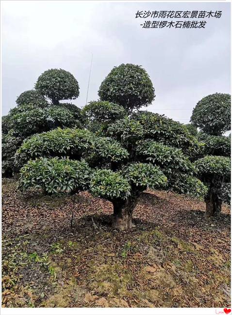 浏阳椤木石楠批发，湖南椤木石楠批发，湖南造型椤木石楠价格-长沙市雨花区宏景苗木场