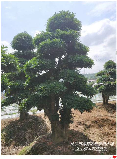 浏阳椤木石楠批发，湖南椤木石楠批发，湖南造型椤木石楠价格-长沙市雨花区宏景苗木场