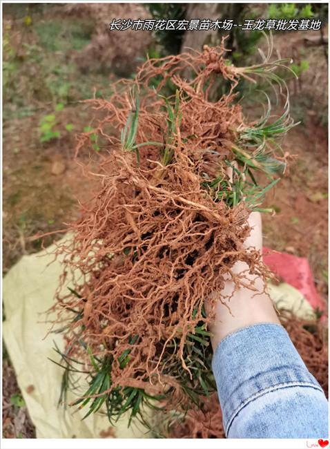 湖南玉龙草价格，浏阳玉龙草价格，长沙玉龙草基地---宏景苗木场