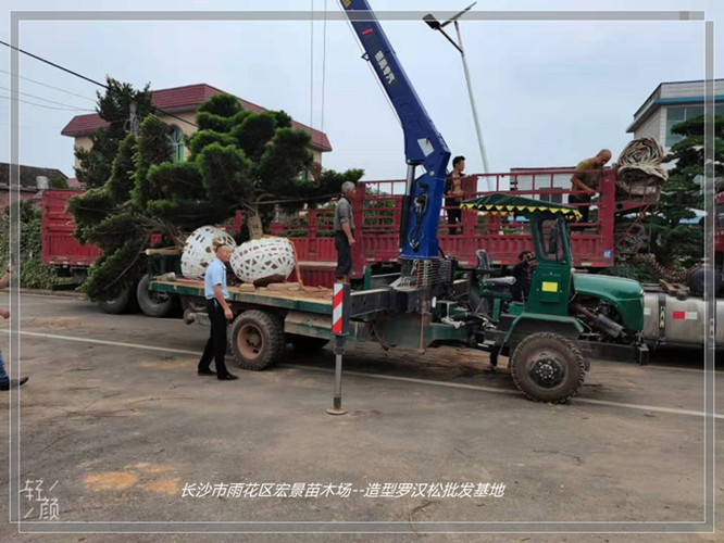 湖南罗汉松价格，浏阳罗汉松价格，湖南造型罗汉松--宏景苗木场