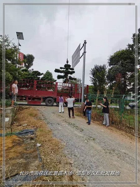 湖南罗汉松价格，浏阳罗汉松价格，湖南造型罗汉松--宏景苗木场