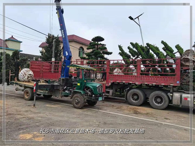 湖南罗汉松价格，浏阳罗汉松价格，湖南造型罗汉松--宏景苗木场