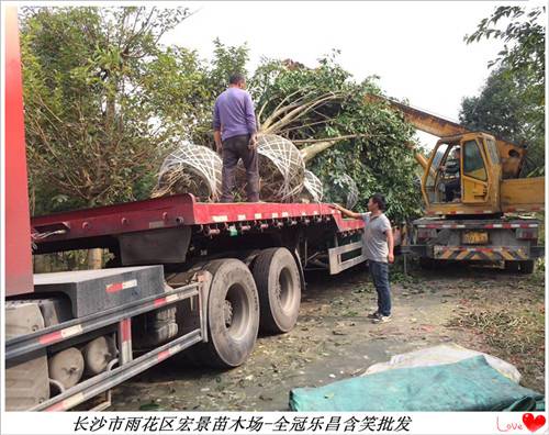 湖南乐昌含笑价格，湖南全冠乐昌含笑，浏阳乐昌含笑基地，长沙乐昌含笑批发--长沙市雨花区宏景苗木场