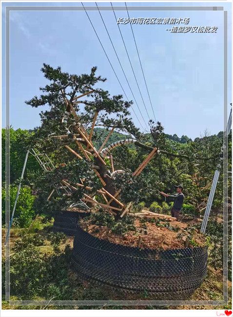 湖南罗汉松价格，浏阳苗木价格，湖南桂花价格，长沙跳马罗汉松，湖南造型罗汉松--长沙市雨花区宏景苗木场