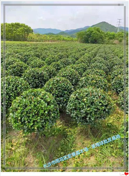 湖南茶梅杯苗，湖南茶梅小毛球，湖南茶花价格，长沙跳马茶梅基地--宏景苗木场
