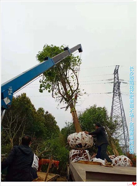 湖南全冠香樟，湖南香樟价格，长沙跳马移栽香樟，浏阳全冠香樟苗圃--宏景苗木场