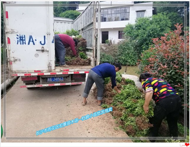 湖南杜鹃小毛球，长沙跳马杜鹃小苗，浏阳春娟杯苗，湖南杜鹃价格--宏景苗木场