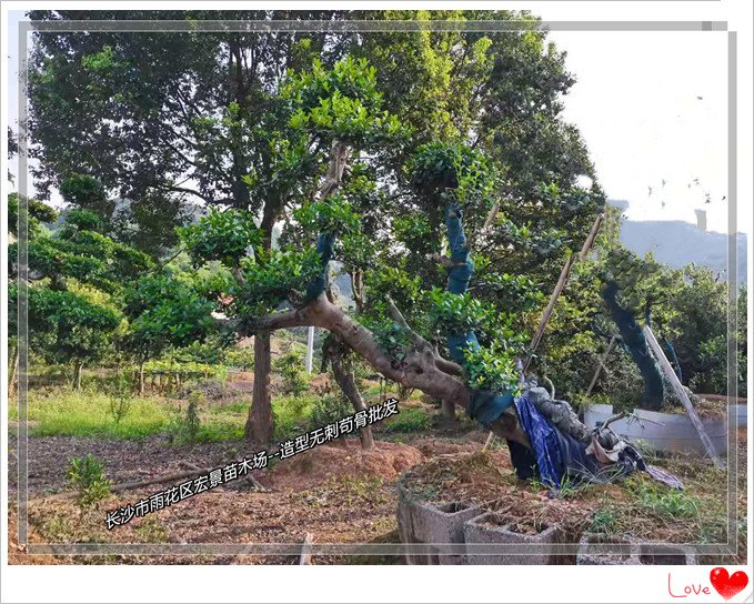 造型苟骨树桩，湖南无刺苟骨杯苗，浏阳狗骨小毛球，长沙跳马苟骨小苗--宏景苗木场