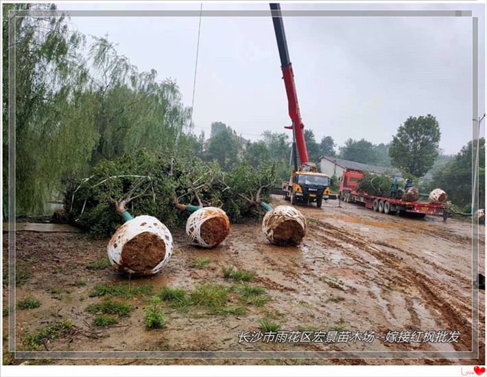 嫁接红枫苗圃，湖南红枫价格，浏阳红枫基地--宏景苗木场