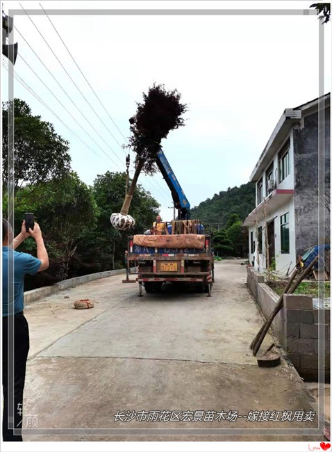 嫁接红枫苗圃，湖南红枫价格，浏阳红枫基地--宏景苗木场