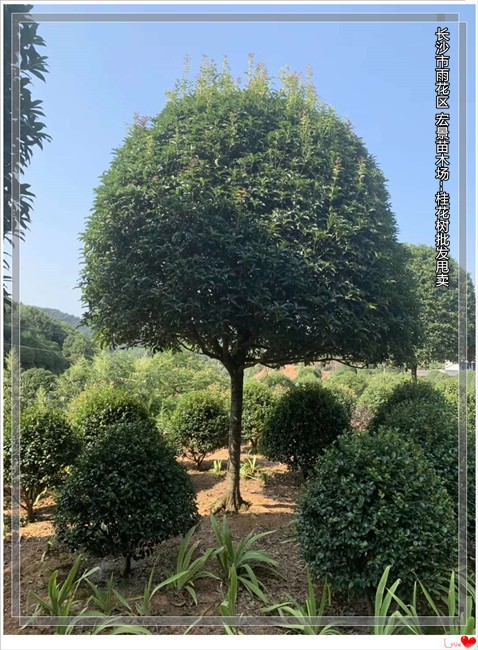 湖南桂花树 浏阳丛生桂花树 精品桂花树--宏景苗木场