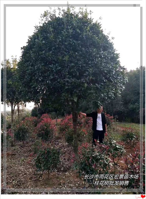 湖南桂花树 浏阳丛生桂花树 精品桂花树--宏景苗木场