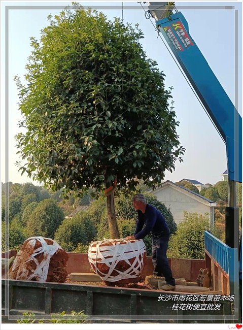 湖南桂花树 浏阳丛生桂花树 精品桂花树--宏景苗木场