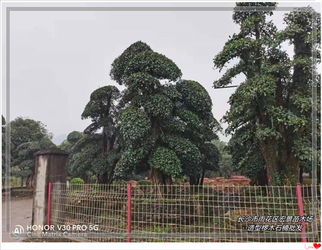 湖南椤木石楠价格，造型椤木石楠，浏阳椤木石楠苗圃--宏景苗木场