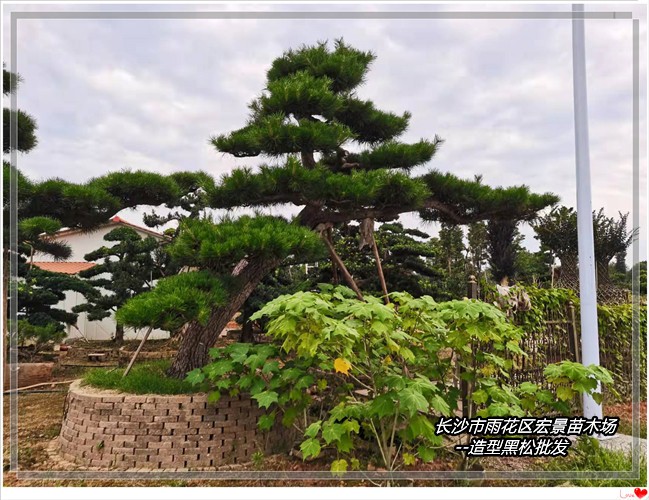 湖南黑松价格，造型黑松苗圃，浏阳造型黑松--宏景苗木场