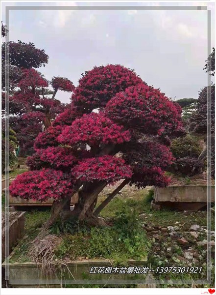 湖南红花檵木价格，浏阳造型红花檵木，红花檵木树桩--宏景苗木场