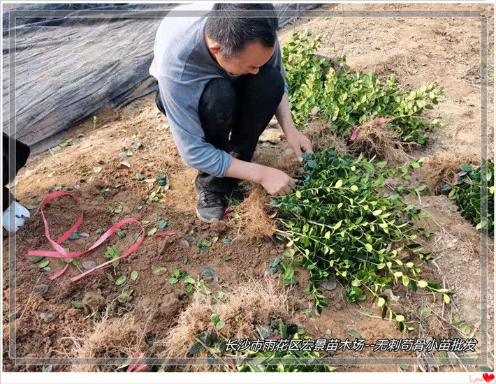 湖南狗骨树价格，湖南造型苟骨，浏阳无刺苟骨树