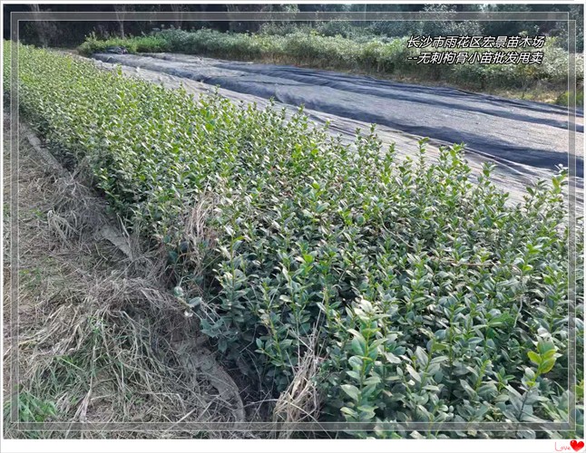 无刺枸骨价格，湖南枸骨树苗圃，浏阳造型枸骨树价格