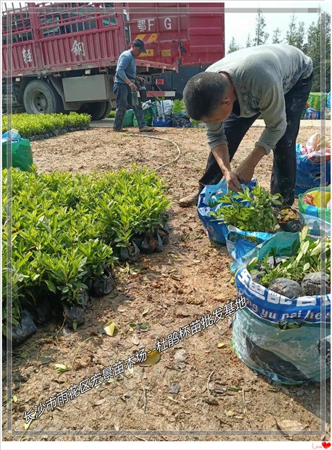 湖南杜鹃杯苗，湖南春娟价格，浏阳杜鹃小毛球--宏景苗木场