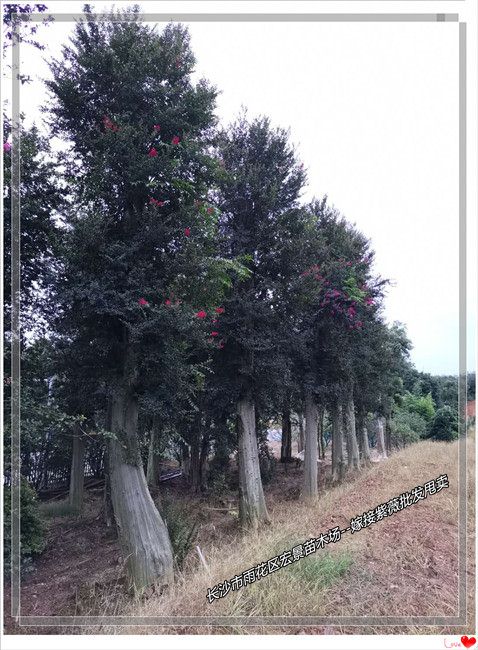 湖南紫薇价格，湖南嫁接紫薇，浏阳紫薇苗圃